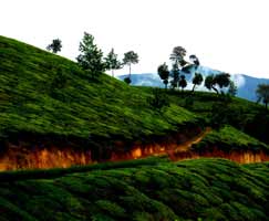 Honeymoon In Vagamon