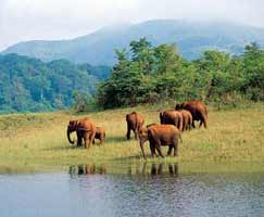 Vagamon Honeymoon Trip